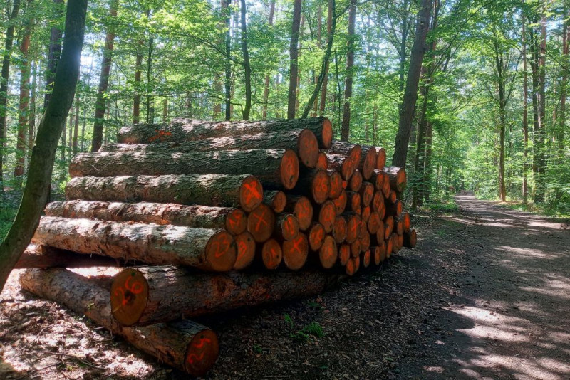 zdjęcie wyróżniające Transparentność zamiast greenwashingu. Nowe obowiązki dla firm w związku z EUDR